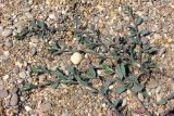 Polygonum maritimum. Цветущее растение. Крым, Севастополь, пляж в пос. Любимовка. 20 августа 2012 г.