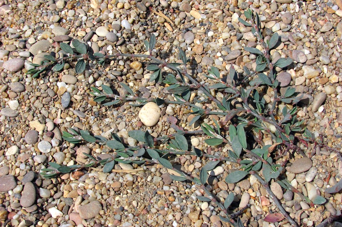 Изображение особи Polygonum maritimum.