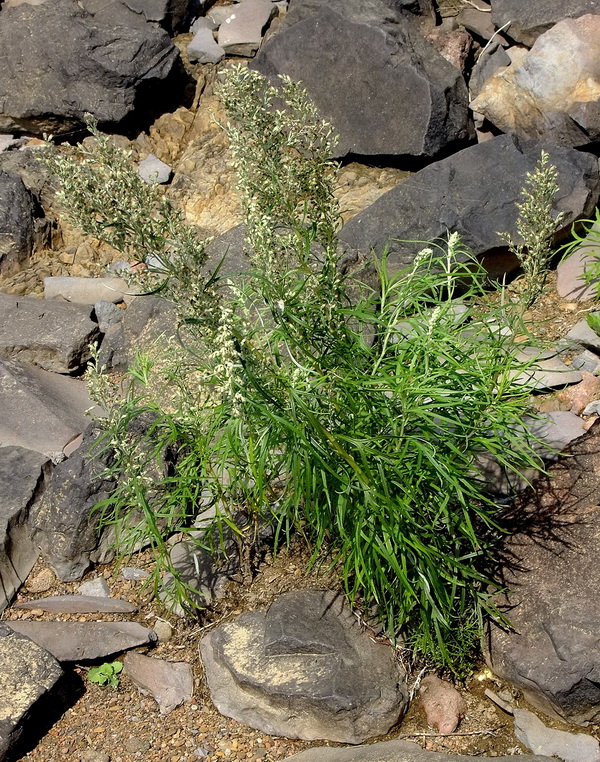 Изображение особи Artemisia selengensis.