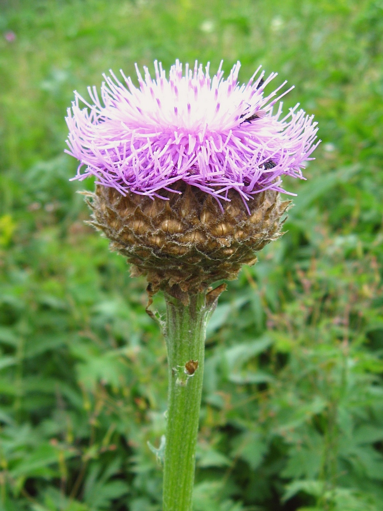 Изображение особи Stemmacantha carthamoides.