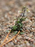 Arabidopsis thaliana. Цветущее и плодоносящее растение. Ленинградская обл., побережье в р-не пос. Большая Ижора, участок открытого субстрата в приморском сосняке на дюне. 15.09.2012.