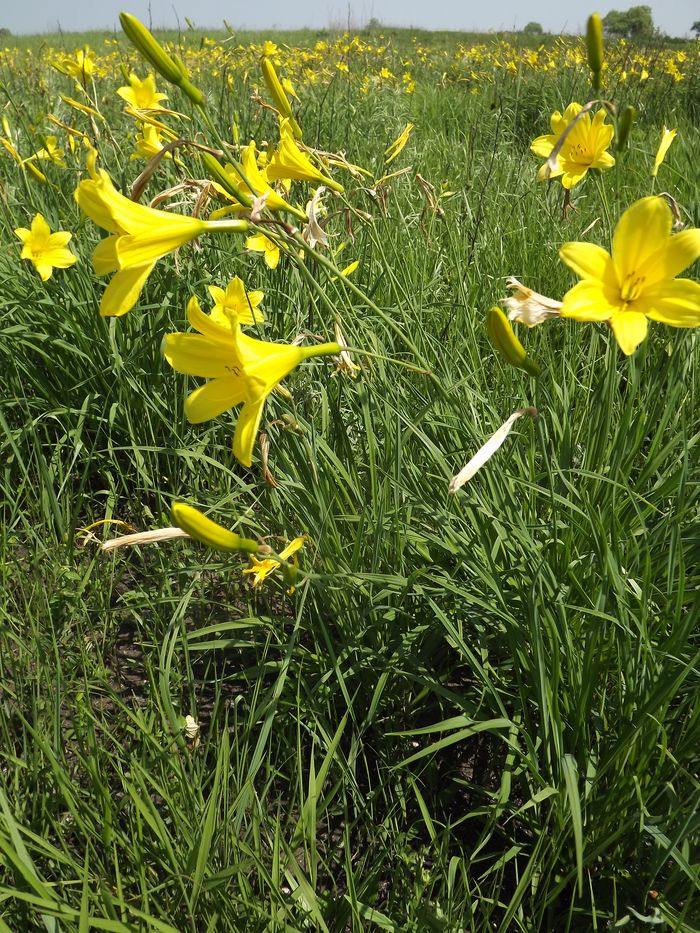 Image of Hemerocallis minor specimen.