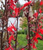 Lobelia cardinalis. Средняя часть цветущего растения. Нидерланды, г. Venlo, \"Floriada 2012\". 11.09.2012.