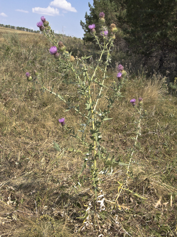 Изображение особи Cirsium serrulatum.