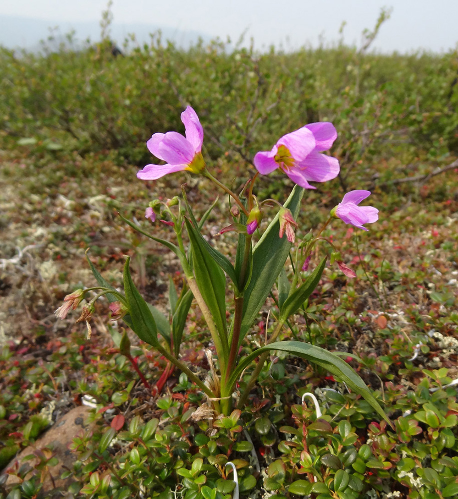 Image of Claytonia acutifolia specimen.