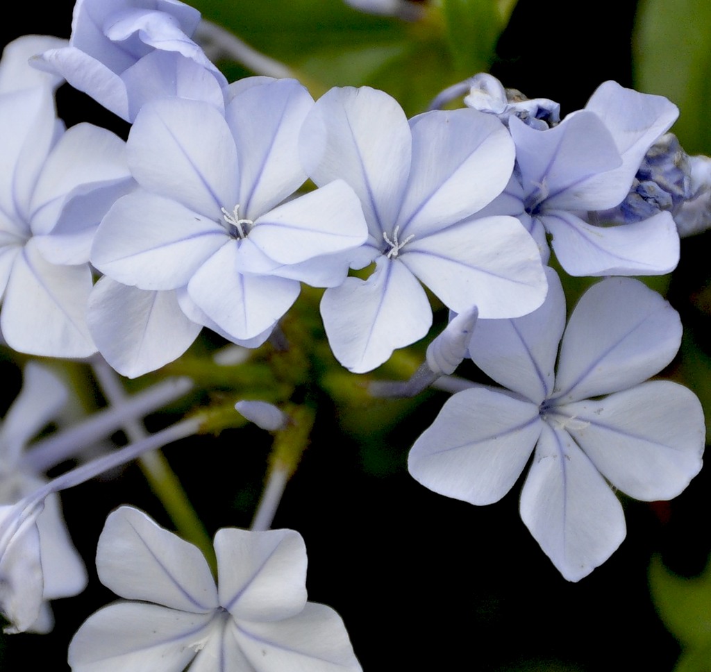 Image of Plumbago auriculata specimen.