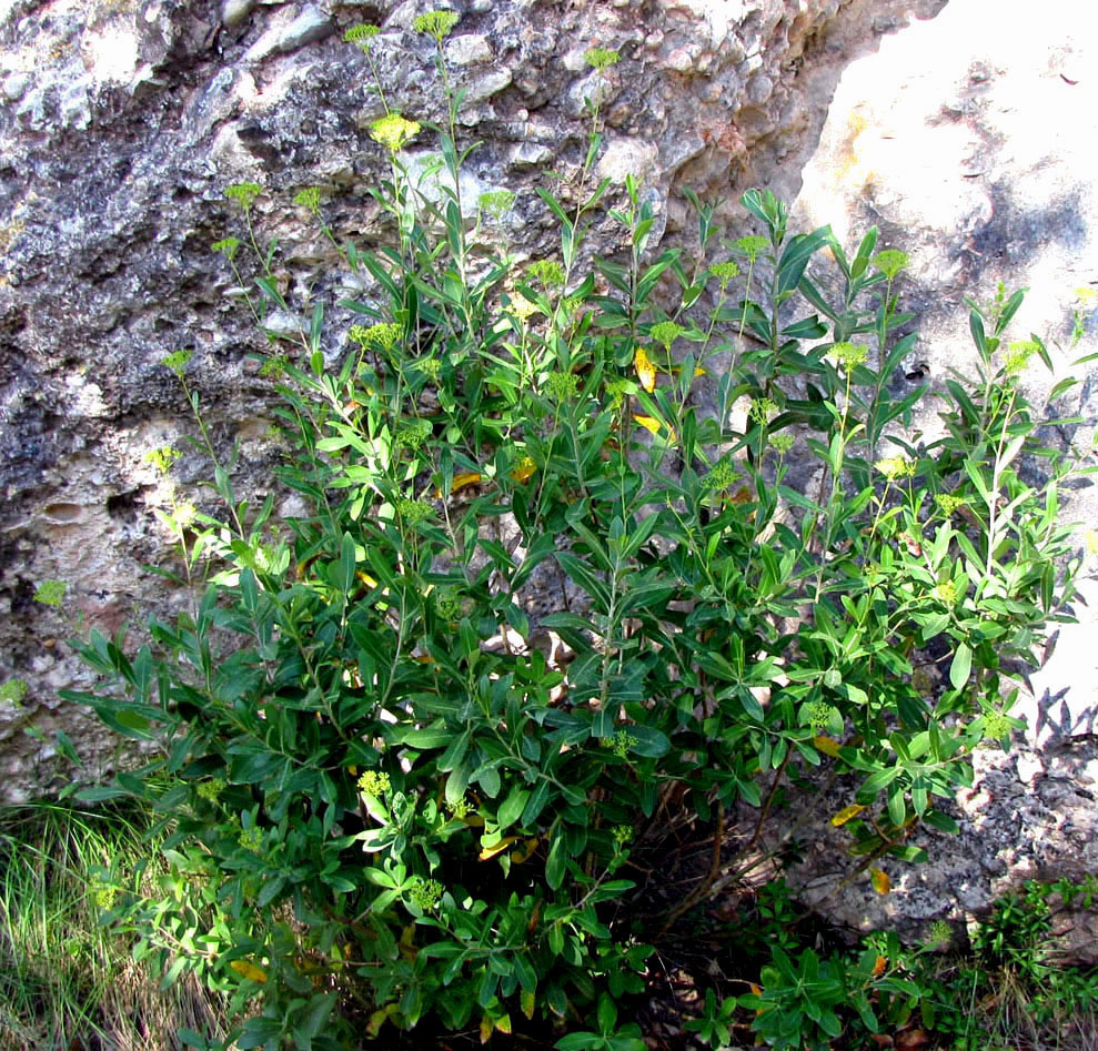 Изображение особи Bupleurum fruticosum.