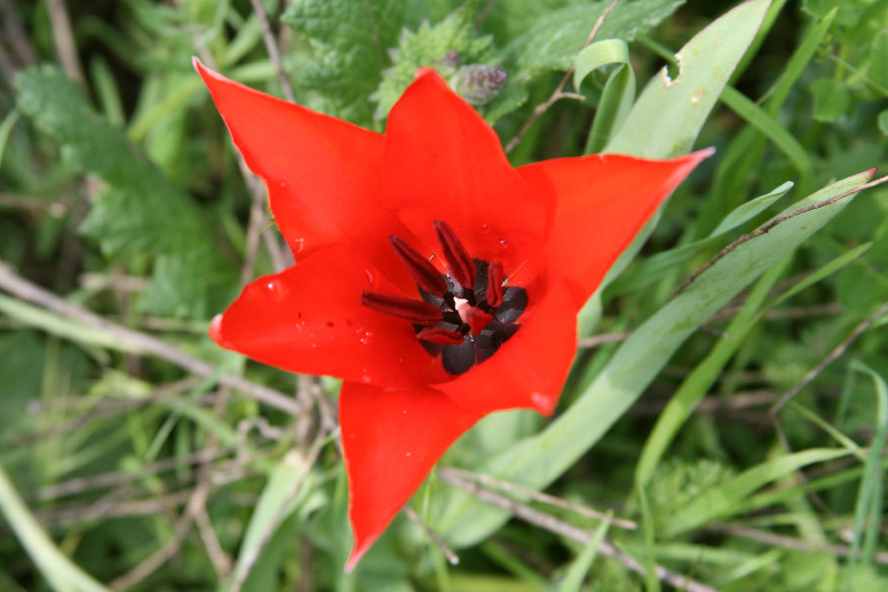 Image of Tulipa ingens specimen.