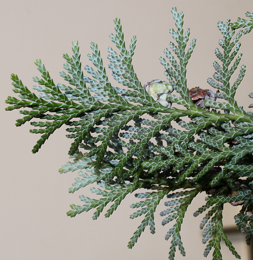 Image of Chamaecyparis lawsoniana specimen.
