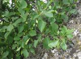 Rhamnus cathartica. Ветвь. Московская обл., Серебрянопрудский р-н, степной склон у р. Полосня, на известняке. 01.07.2012.