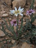 Tragopogon collinus