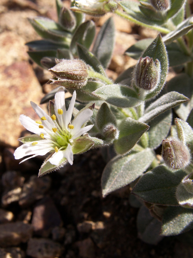 Изображение особи Stellaria turkestanica.