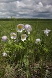 Pulsatilla multifida. Цветущее растение. Иркутская область, Усть-Ордынский Бурятский округ, окр. с. Баяндай. 12.06.2012.
