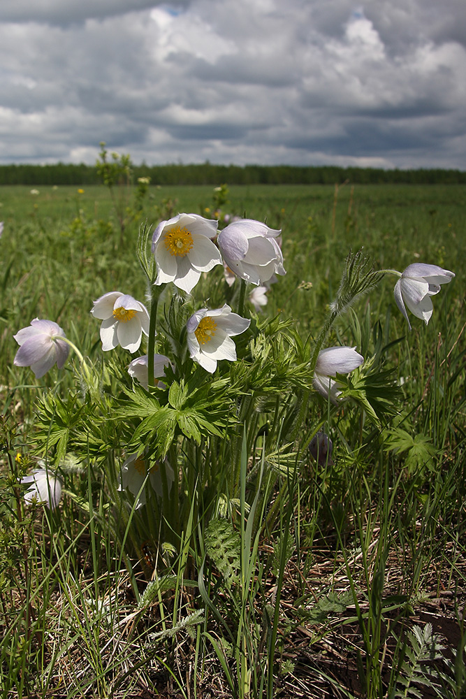 Image of Pulsatilla multifida specimen.