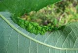 Salix caprea. Часть листовой пластинки с поражением Phyllocolpa sp. Архангельская обл., Вельский р-н, вблизи лесной дороги. 15.08.2012.