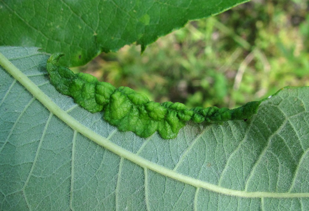 Image of Salix caprea specimen.