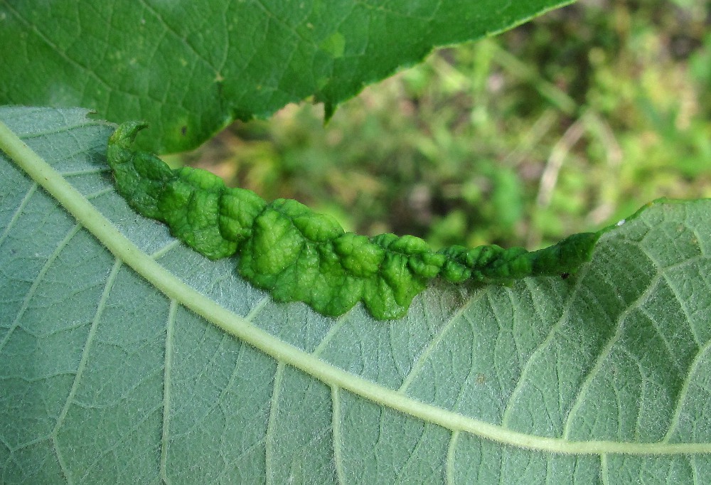 Изображение особи Salix caprea.