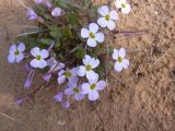 Malcolmia pulchella