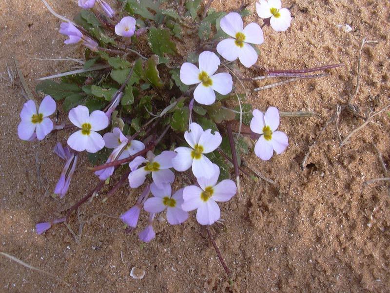 Image of Malcolmia pulchella specimen.