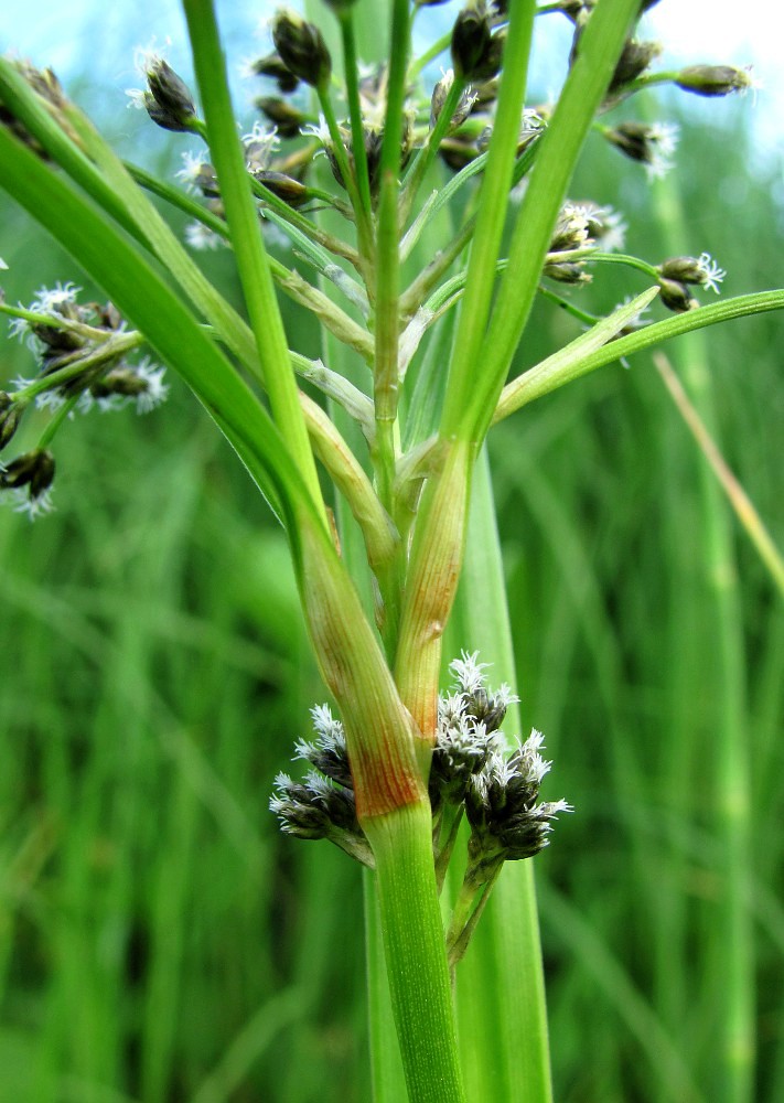 Image of Scirpus sylvaticus specimen.