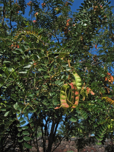 Изображение особи Caesalpinia spinosa.