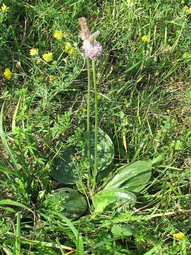 Изображение особи Plantago maxima.