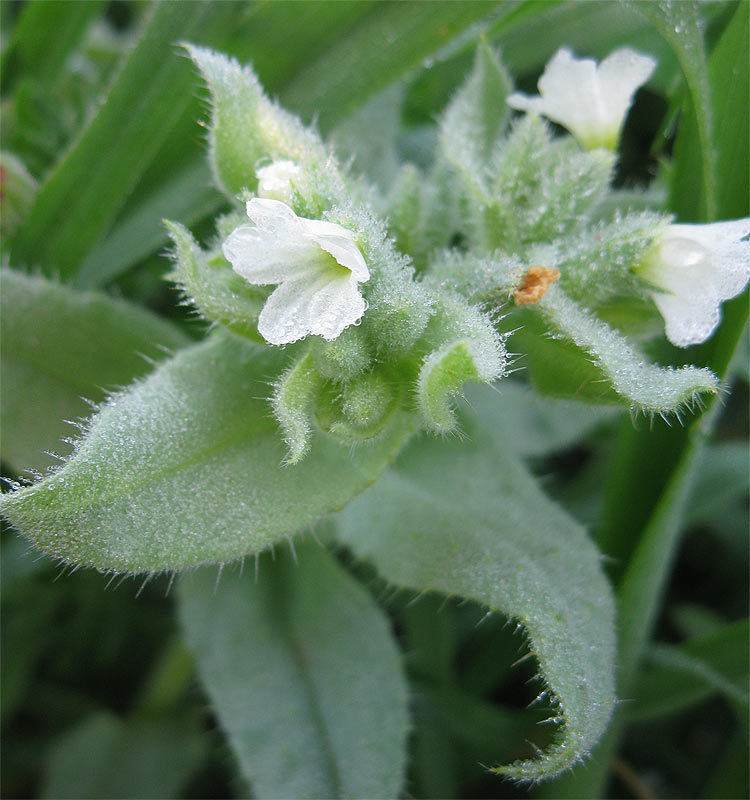 Image of Nonea philistaea specimen.