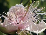 Capparis cartilaginea