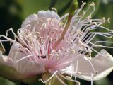 Capparis cartilaginea. Цветок с кормящимися перепончатокрылыми насекомыми. Израиль, долина Арава. Декабрь 2012 г.
