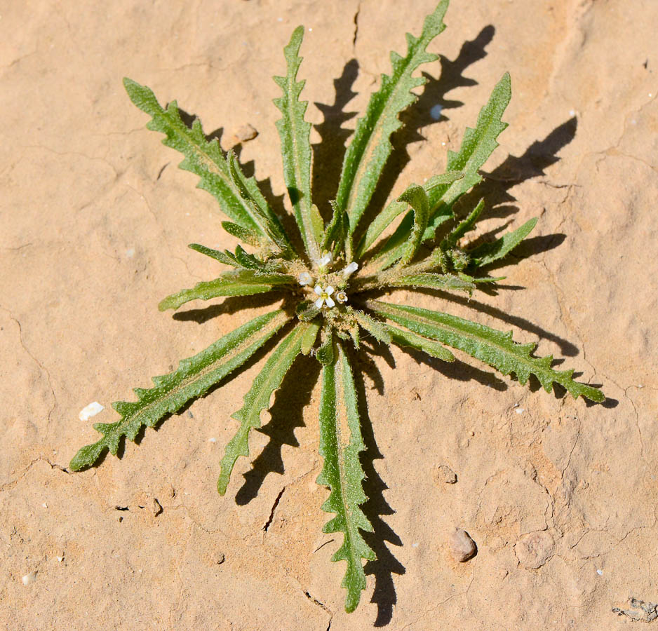 Изображение особи Neotorularia torulosa.