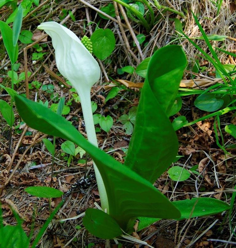 Image of Lysichiton camtschatcensis specimen.