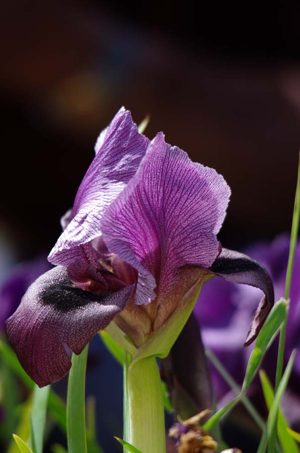 Изображение особи Iris haynei.