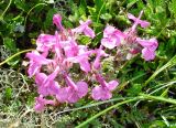 Pedicularis amoena