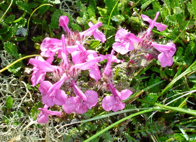 Изображение особи Pedicularis amoena.