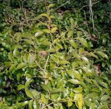 Buxus henryi