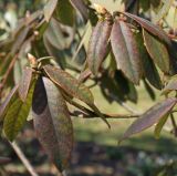 Rhododendron augustinii