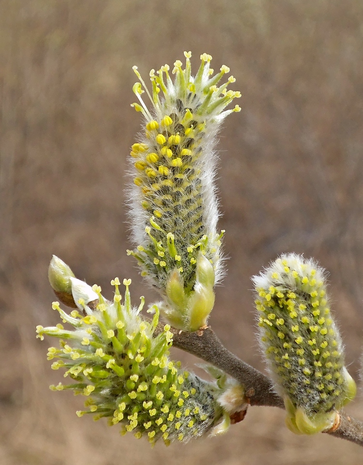Изображение особи Salix cinerea.