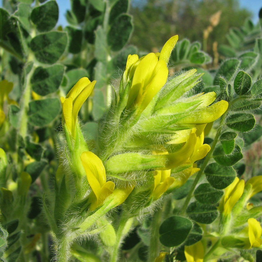 Изображение особи Astragalus tanaiticus.