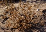 genus Cerastium