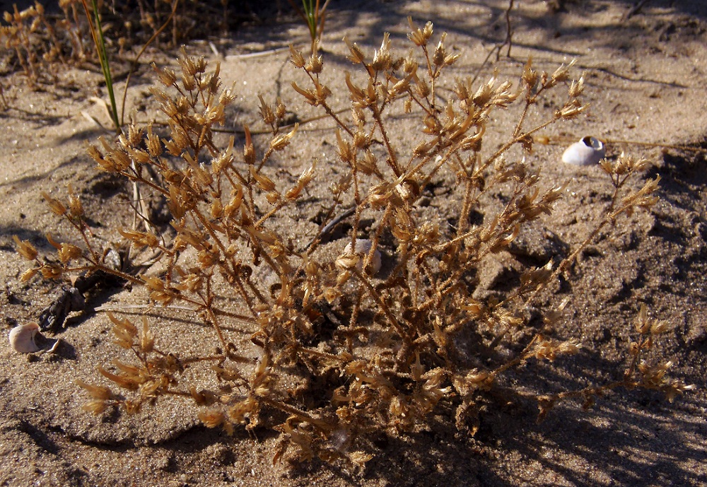 Image of genus Cerastium specimen.