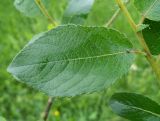 Salix latifolia