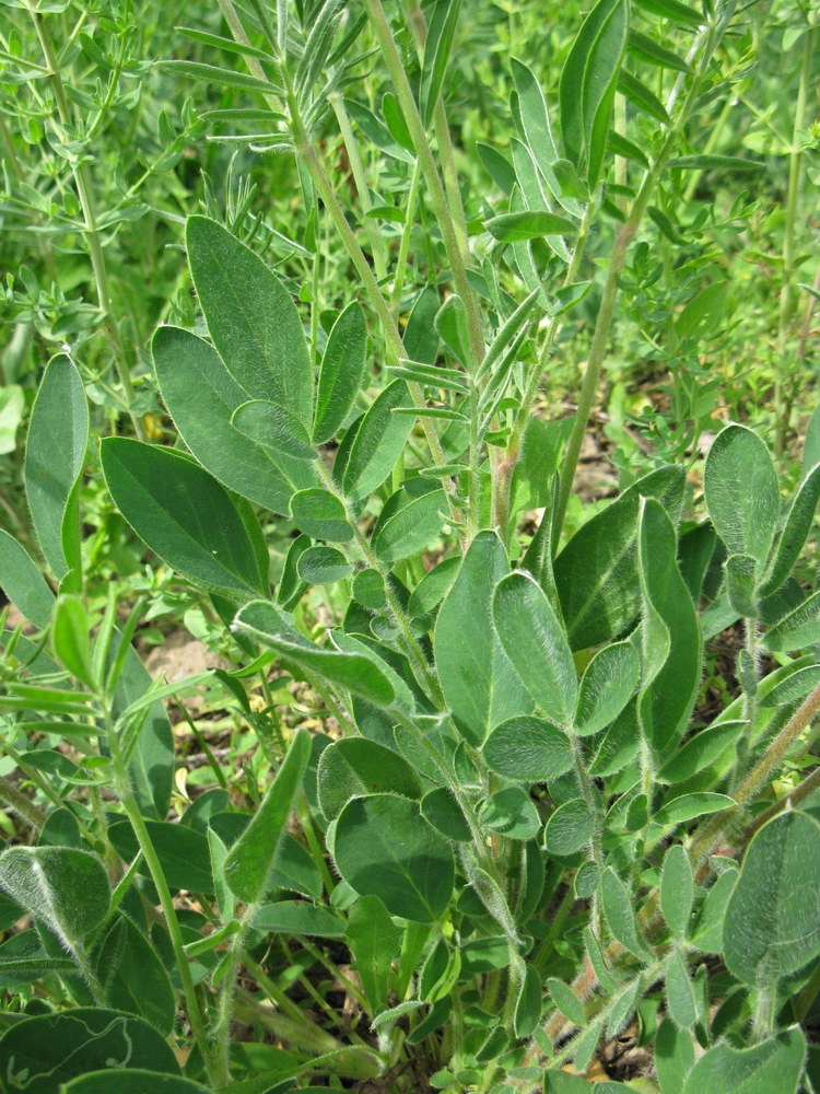 Image of Anthyllis macrocephala specimen.