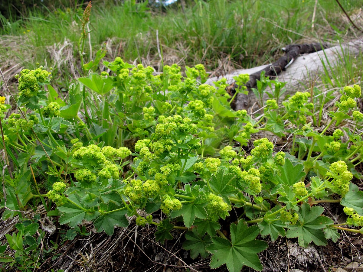 Изображение особи род Alchemilla.