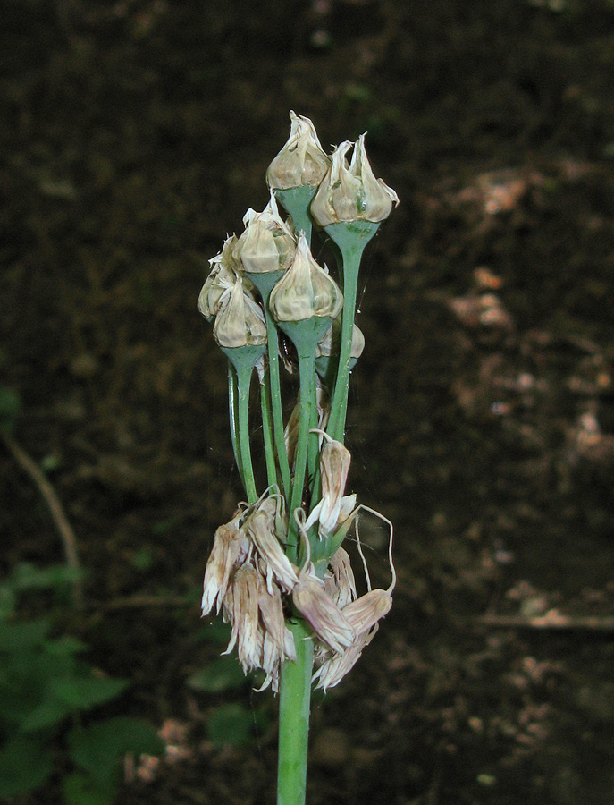 Изображение особи Nectaroscordum bulgaricum.