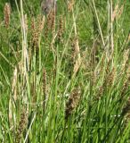 Carex paniculata