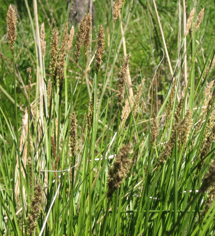 Изображение особи Carex paniculata.