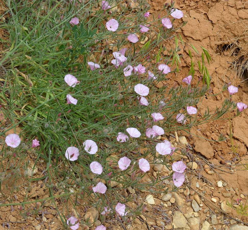 Image of Convolvulus cantabrica specimen.