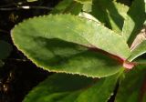 Hylotelephium stepposum. Лист. Украина, Одесская обл., г. Белгород-Днестровский, стена крепостного рва. 21.06.2013.