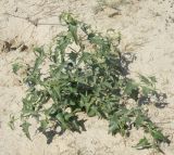 Atriplex aucheri. Молодое растение. Краснодарский край, село Шабельское, коса Сазальникская. 28.06.2013.