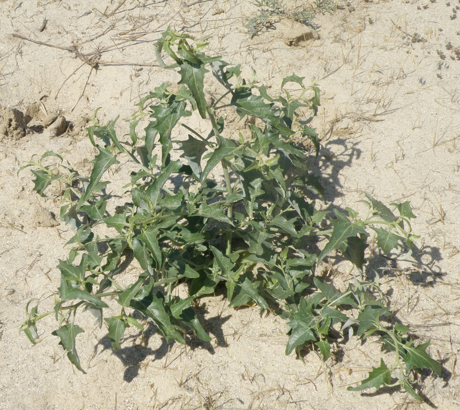 Image of Atriplex aucheri specimen.